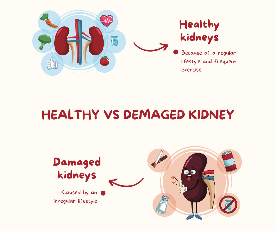 Healthy vs demaged kidney 